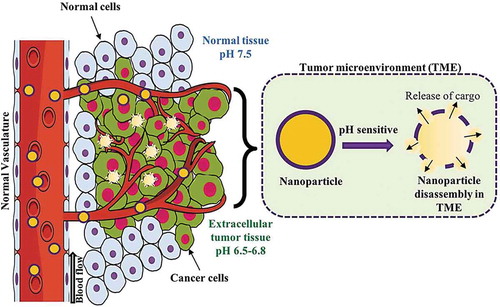Figure 12. pH-triggered release of cargo inside the tumor microenvironment (TME). pH-sensitive nanocarriers are usually made off with acid responsive polymer or moieties. At the slightly acidic pH of tumor microenvironment, the acid sensitive moieties of such nanocarriers undergo protonation leading to the disruption of the nanostructure and the release of the encapsulated therapeutics. Reproduced with permission [Citation116]