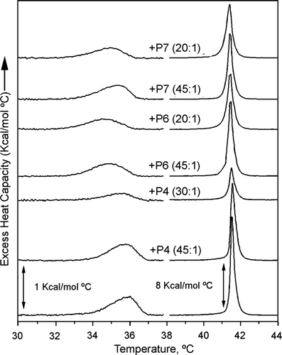 Figure 6.  DSC thermograms of DPPC-peptide mixtures. DSC heating curves of DPPC alone and in presence of P4, P6 or P7 peptides at the lipid:peptide molar ratio indicated. DSC runs were performed at a scan rate of 1°C/min. The pre-transition of lipid mixtures is shown on an expanded scale.