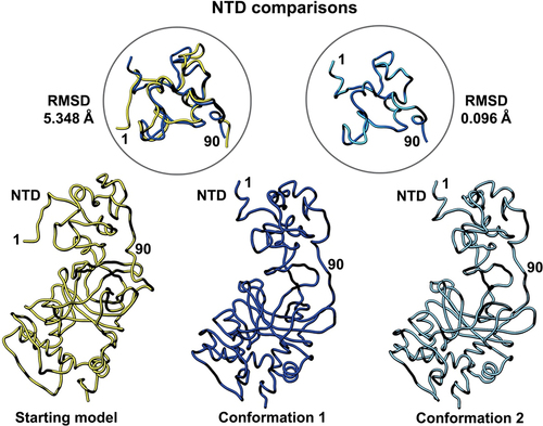 Figure 3. Side-by-side comparison of the refined p53 monomer models focusing on the N-terminal domain (NTD). Model alignments were evaluated for the starting model (PDB code, 8F2I, yellow) with respect to the two new refined models using the Chimera program and structure comparison tools. Differences in c-alpha backbones were quantified using RMSD values. Conformation 1 is in dark blue while conformation 2 is colored light blue.