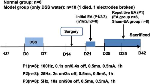 Figure 1 The flow chart of the experiment. After one week acclimation (-D7 to D0), 26 rats were given 5% DSS water for 7 days and then subjected to the surgical placement of stimulation electrodes and EMG electrodes (10 rats for EMG electrodes only, 16 rats for both EMG electrodes and stimulation electrodes). After a 5-day recovery, the rats were treated with initial EA on different days with different parameters. To wash out the effects of initial EA, the rats were given a 3-day rest and then repetitive daily EA was performed for 2 weeks. Rats in the normal group (n=6) were only subjected to the surgical placement of EMG electrodes.