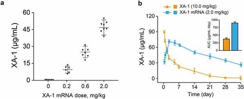 Figure 2. In vivo expression of XA-1 mRNA-LNPs in rodent animals. (a) Serum concentration of XA-1 in the C57BL/6 mice received single injection of XA-1 mRNA-LNPs at three three doses. (b) Pharmacokinetic comparison of XA-1 protein (10 mg/kg) and XA-1 mRNA-LNPs (2 mg/kg) in C57BL/6 mice. All the data were showed as Mean ± SEM, n = 6