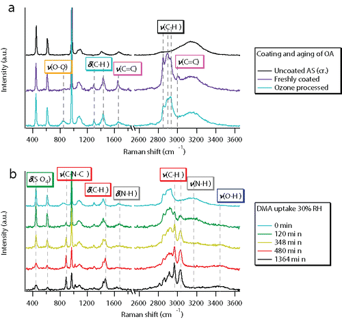 Figure 4. Raman spectral changes during (a) OA coating and aging under dry conditions and (b) DMA uptake at 30% RH.