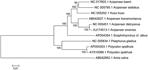 Figure 1. Neighbor-joining molecular phylogenetic tree of 10 species of Acipenseriforms based on 13 protein-coding gene sequences. Numbers at each branch is 1000 bootstrap value.