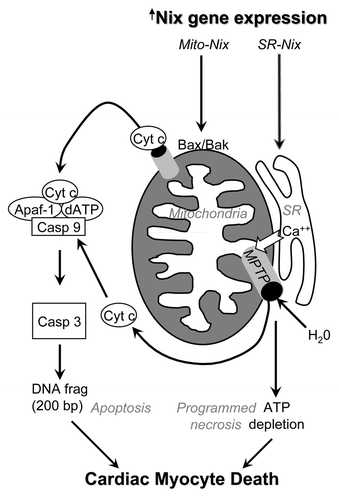 Figure 2 Schematic depiction of multiple Nix-induced pathways for cell death in heart failure. Transcriptionally upregulated Nix localizes either to mitochondria, where it interacts with Bax and Bak to induce apoptosis via outer membrane permeabilization, or to calcium-containing sarcoplasmic reticulum (SR), where it increases calcium stores and activates the mitochondrial permeability transition pore (MPTP) independent of Bax and Bak. Mitochondrial disruption subsequent to MPTP opening leads to metabolic shutdown and death via programmed necrosis.