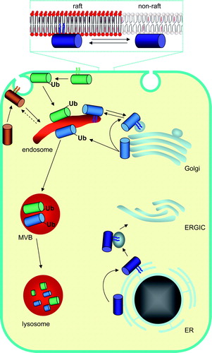 Figure 2.  Regulation of protein sorting and turnover by S-palmitoylation. The schematic highlights specific examples of how palmitoylation contributes to protein sorting and stability. Proteins such as LRP6 and Chs3p (dark blue cyclinder) require palmitoylation to exit the ER and target the plasma membrane. Palmitoylation regulates the stability of Tlg1p (light blue cyclinder), which localizes to endosomes and the trans Golgi network, and also cell surface proteins such as TEM8 (green cyclinder). For both Tlg1p and TEM8, decreased palmitoylation leads to an increase in ubiquitylation (Ub), causing the proteins to be routed to the lysosome/vacuole and subsequently degraded. The internalization and recycling of many proteins (e.g. GPCRs) is also regulated by palmitoylation (brown cylinders). The inset highlights the role of palmitoylation in regulating protein micro-localization between raft and non-raft domains. ER, endoplasmic reticulum; ERGIC, ER-Golgi intermediate compartment; MVB, multivesicular body.