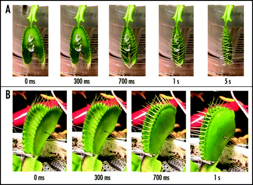 Figure 5 Sequence of Venus flytrap photos after stimulation of trigger hairs by a small piece of a gelatin (A) or by electrical stimulation (B). 50 mL of 10 mM TEACl was added to soil 55 hours before experiments. These results were reproduced 14 times on different Venus flytrap plants.