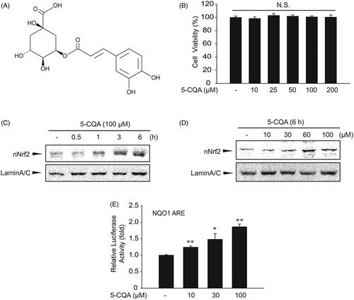 Figure 1. Effect of 5-CQA on cytotoxicity effect. (A) Chemical structure of 5-CQA. (B) MTT assays for cell viability. The effect of 5-CQA (0–200 μM, 24 h treatment) on cell viability was assessed using MTT assays. (C) Time course of nuclear translocation of Nrf2 by 5-CQA in HepG2 cells. Western blot was performed using nuclear fractions of cells incubated in the presence of 100 μM 5-CQA for 0–6 h. (D) Effect of varying concentrations of 5-CQA on Nrf2 nuclear translocation in HepG2 cells (6 h). (E) Increases in Nrf2 transactivation by 5-CQA. NQO1-ARE luciferase activity was measured in lysates of HepG2 cells stably transfected with NQO1-ARE luciferase construct exposed to 10–100 μM 5-CQA for 12 h. Data represent the mean ± SE of three replicates, with statistically significant differences between each treatment group and the control defined by *p < 0.05 or **p < 0.01.