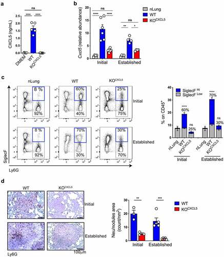Figure 3. CXCL5 deletion blunts neu recruitment in immunogenic KP lung. (a) Secretion of CXCL5 by parental and gene deleted KP-OVA clones was assessed by ELISA. Data represent the mean ± SEM of five to nine independent measurements. Significance was determined by a one-way ANOVA with ****p ≤ 0.0001. (b–d) Mice were inoculated with WT or KOCXCL5 KP-OVA clones. Lung tissues were harvested after 9 (initial) or 18 (established) d for analysis. (b) Relative abundance of Cxcl5 transcripts in total lung were evaluated by qRT-PCR. Data are expressed as fold induction over nLung. Data represent the mean ± SEM of four to six independent RNA extraction. Significance was determined by two-way ANOVA with *p ≤ 0.05, **p ≤ 0.01, ****p ≤ 0.0001. (c) Representative dot plots showing infiltrating neu and SiglecF expression (gated on CD45+CD11b+ cells). Numbers in quadrants refer to percentages of SiglecF+ on CD11b+/Ly6G+ cells. Bars show the frequencies (%) of neu on live CD45+ lung cells. The fractions of SiglecFHigh and SiglecFLow within neu is indicated. Data represent the mean ± SEM of two independent experiment, three to four mice each group. Significance was determined by a two-way ANOVA with ****p ≤ 0.0001. (d) Representative IHC tissue sections of initial or established nodules labelled with Ly6G antibody (brown dots). Scale bars (100 μm) are indicated. Graph on the right represents quantification of Ly6G+ on nodule area (count/nm2). Data are mean ± SEM of three to five mice each group. Significance was determined by a two-way ANOVA with **p ≤ 0.01; ***p ≤ 0.001.