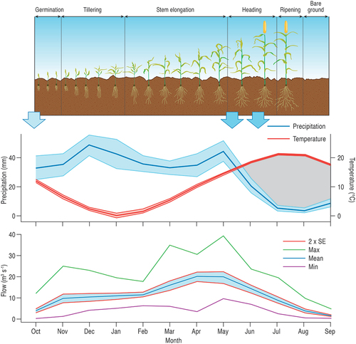 Figure 3. Crop-Growth cycle for winter-sown wheat compared to the climatogram for modern Çatalhöyük (based on the CRU-TS 4 reconstruction of Harris et al. Citation2020) and to modern baseline flows for the River Çarşamba without recent historical catchment modifications (based on Wainwright and Ayala Citation2021). Blue arrows show periods of time when soil moisture is critical for crop growth and production. The shaded areas on the climatogram show 95% confidence intervals for precipitation and temperature based on the time-series record from 1901 to 2016. The flow summary plot shows the 95% confidence interval as well as monthly mean and maximum values, derived from multiple flow simulations to allow propagation of uncertainty from the climate data through the HEC-HMS rainfall-runoff model used to estimate flows (see Wainwright and Ayala Citation2021 for further details).