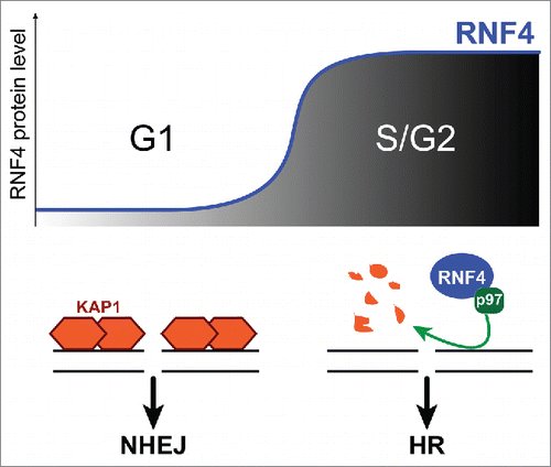 Figure 1. Model for how RNF4 levels influence repair pathway choice during the cell cycle. In G1, low RNF4 levels enable pKAP1 accumulation at repair sites and NHEJ. S-phase entrance results in RNF4 accumulation. RNF4 and p97 induce pKAP1 degradation, thus promoting HR repair.