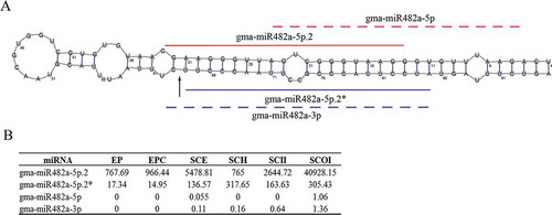 Figure 3. Novel miRNA, gam-miR482-5p.2, uncovered from known pre-miRNA. A: The newly identified gam-miR482-5p.2/gam-miR482-5p.2* (marked with lines) and miRBase registered gam-miR482-5p/gam-miR482-3p (marked with dotted lines) were mapped to the pre-miRNA. The degradome-supported DCL1-mediated cleavage signal was marked with arrow. B: Expression of gam-miR482-5p.2, gam-miR482-5p.2*, gam-miR482-5p and gam-miR482-3p in six tissues.