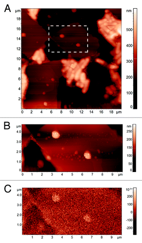 Figure 6. AFM topographical image of empty niosomes on the substrate (A) and topography (B) and MFM phase image (C) of the detail of the area in the rectangle.