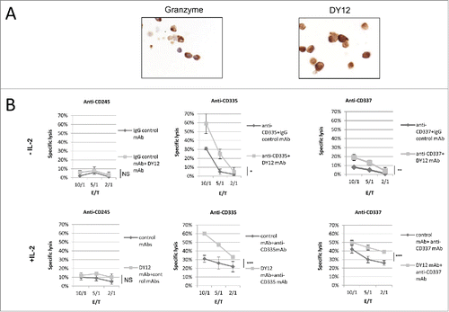 Figure 3. The engagement of myosin 18A/CD245 with DY12 mAb increases NK cell cytotoxicity. (A) Freshly isolated PB-NK lymphocytes from healthy donors were assessed for CD245 expression by immunohistochemistry using the DY12 mAb. Anti-granzyme B antibodies were used as positive control. (B) CD245-induced reverse cytotoxicity toward the P815 mastocytoma cell line. Cytotoxicity assays were performed according to a standard 51Cr-release method. Effector cells were left untreated (upper panels) or IL-2-activated (lower panels) prior to contact with the target cells. The target cells P815 were pre-incubated with DY12 or control mAb alone or together with an anti-CD335 (NKp46) or -CD337 (NKp30) mAb at 10 μg/mL. Assays were performed in triplicate at various E/T cell ratios, as indicated. Results are shown as mean percentages ± SD. Statistics were calculated using the ANOVA test, *p < 0.05, **p < 0.01, ***p < 0.001.