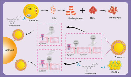 Figure 7. Isosakuranetin reduces S. aureus virulence and fights MRSA infection by inhibiting SrtA activity and interfering with the upstream pathway of Hla. Isosakuranetin is a potent compound that effectively reduces the virulence of S. aureus. It reduces bacterial adhesion to host cells by specifically inhibiting SrtA enzyme activity while inhibiting the formation of S. aureus biofilms. In addition, it disruptively interferes with the pathway upstream of Hla and affects Hla secretion through the Agr system. This mechanism of action illustrates the therapeutic promise of isosakuranetin in the face of MRSA infections, offering a ray of hope for the sustained fight against antibiotic-resistant strains.