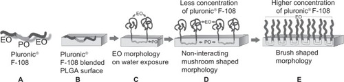 Figure 4 Schematic of PF-108 conformation in/on PLGA microfiber surface. (A) Structure of PF-108 depicting ethylene oxide and propylene oxide domains. (B) Conformation of PF-108 before exposure of water to PF-108 blended PLGA microfiber surface. (C) Conformation of PF-108 after exposure of water to PF-108 blended PLGA microfiber surface. The ethylene oxide component of PF-108 takes on a mushroom-shaped conformation, whereas the propylene oxide component of PF-108 remains embedded in the PLGA microfiber. (D) Noninteracting mushroom-shaped conformations of ethylene oxide on PLGA microfiber surface at lower concentrations of PF-108. (E) Brush-shaped conformations of ethylene oxide on PLGA microfiber surface at higher concentrations of PF-108.Abbreviations: PF, Pluronic® F; PLGA, polylactide-co-glycolide; EO, ethylene oxide; PO, propylene oxide.