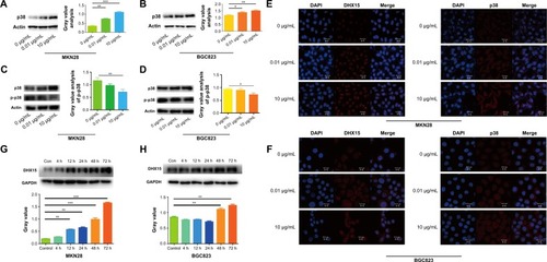 Figure 4 Downstream effectors of DHX15 were activated when CNPs were added.Notes: (A and B) Western blot assay showing the expression of DHX15 in MKN28 and BGC823 cells, which were cocultured with 0.01 µg/mL and 10 µg/mL of CNPs. A gray value analysis shows each value of the blot. ***P<0.001, **P<0.01, *P<0.05 compared to the 0 µg/mL group, three times of biological replications were applied. (C and D) The phosphorylation status of p38 was detected in MKN28 and BGC823 cells. (E and F) DHX15 and p38 levels were detected in MKN28 and BGC823 cells using immunofluorescence. Each data point represents the mean ± standard deviation (n=3). (G and H) Cells were cocultured with 10 µg/mL of CNPs, but the incubation times varied. DHX15 levels were detected in MKN28 and BGC823 cells using Western blot assays, and the gray values were analyzed. Each data point represents the mean ± standard deviation (n=3). **P<0.01, compared to the 0 µg/mL group; and ***P<0.001, compared to the 0 µg/mL group. An unpaired t-test was used to analyze the data.Abbreviations: CNPs, cerium oxide nanoparticles; DAPI, 4′,6-diamidino-2-phenylindole.