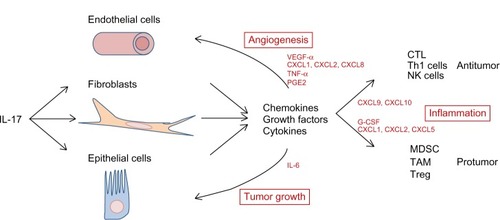 Figure 2 Role of IL-17 in tumor progression.