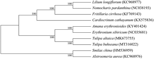 Figure 1. The neighbor-joining tree based on 10 chloroplast genome sequences.
