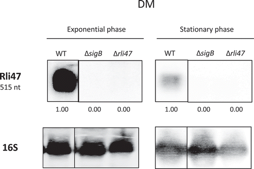 Figure 2. Northern blot analysis of Rli47 expression on a σB-dependent manner. Samples were taken from L. monocytogenes EGD-e wild-type (WT), ΔsigB and Δrli47 cultures at exponential and stationary phases in DM + 0.4% Glucose at 37°C. Northern blot was probed for Rli47 and 16S rRNA as a loading control. Relative levels of Rli47 transcripts were normalized to 16S and are shown below each lane. Vertical lines between bands represent a non-sequential loading of the samples of interest. Representative of two independent technical replicates of two biological samples per condition