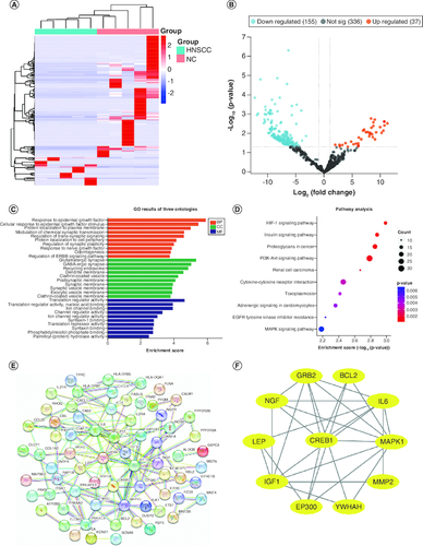 Figure 1. Differentially expressed plasma miRNAs in the screening cohort.(A) heatmap and (B) volcano plot demonstrating differentially expressed miRNAs between head and neck squamous cell carcinoma (HNSCC) patients and non-malignant controls (NCs). (C) Gene ontology analysis. (D) The top ten most significant KEGG pathways. (E) PPI network of potential target genes enriched in the top ten KEGG pathways. (F) The PPI network of hub genes originating from (E) with the most significant interactions. miRNAs with significant differential expression were defined as having a fold-change ≥2 and p < 0.05.