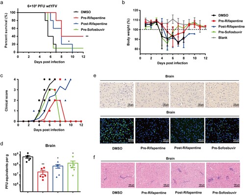 Figure 6. Antiviral activity of rifapentine in YFV-infected C57 mice. 3-week C57 mice (n = 10) were inoculated with 100 μl WT YFV of 6 × 108 PFU by intraperitoneal injection. Treatment of rifapentine or sofosbuvir (20 mg/kg/day) was given daily until day 21 by gavage. The survival of mice was analysed by log-rank test (a). Changes in body weight (b) and clinical scores (c) were recorded daily. Viral load was detected in brains by plaque formation test (d). Viral protein expression in brains of infected mice was tested by IHC and IF assay (e). Pathological damage in brains was analysed using HE staining (f). Data were shown as mean ± SEM. *p < .05, **p < .01 compared to DMSO group.