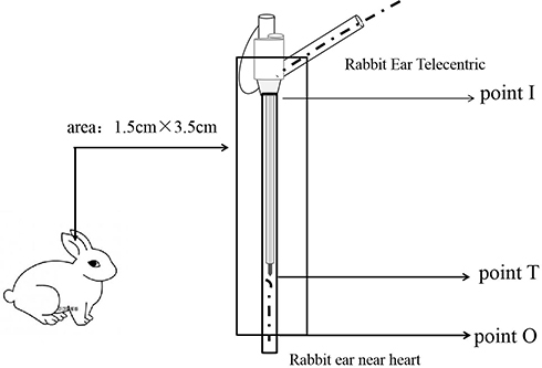 Figure 1 Schematic diagram of the three parts of the rabbit venous blood vessel specimens.