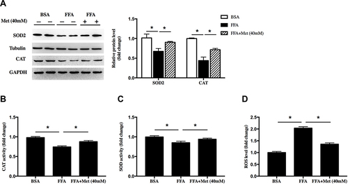 Figure 2 Metformin alleviated oxidative stress in FFA-treated human keratinocyte. HaCat cells were treated with 400 μM FFA for 10 days, and then the intervention groups were co-treated with metformin (40mM) and FFA for additional 4 days. (A) Immunoblot of superoxide dismutase 2 (SOD2) and catalase (CAT) in HaCaT cells. Total (B) CAT activity and (C) SOD activity in HaCat cells. (D) Total ROS levels in the HaCat cells. Data are presented as the mean ± SD and are representative of three independent experiments. *p < 0.05.