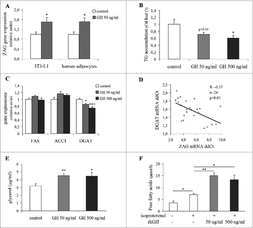 Figure 2. Growth hormone regulates ZAG and inhibits lipid accumulation in 3T3-L1 adipocytes in vitro. (A) The effect of 6-day GH treatment on ZAG gene expression in differentiated 3T3-L1 and primary human adipocytes. (B) The effect of 6-day GH treatment on lipid accumulation and (C) expression of FAS, ACC1, DGAT mRNA in differentiated 3T3-L1 adipocytes. (D) Association of ZAG gene expression with DGAT mRNA. Effect of 6-day GH treatment on (E) basal and (F) isoproterenol-induced lipolysis in differentiated 3T3-L1 adipocytes. Presented data represent an average value of 3 (A, B) or 4 (C, D, E, F) independent experiments. ACC1, acetyl CoA carboxylase 1; DGAT, acyl CoA:diacylglycerol acyltransferase; FAS, fatty acid synthase; GH, growth hormone; ZAG, zinc-α2-glycoprotein; *P < 0.05; **P < 0.01; ***P < 0.001.