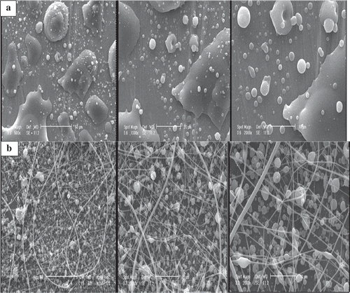 Figure 1. Scanning electron microscopic images of dextran solutions at concentration of (a) 0.1875 g/ml and (b) 0.375 g/ml dextran under the voltage of 14 kV, flow rate of 1 ml/h, and the distance of 15 cm at 25°C with magnifications of 500, 1000, and 2000× from left to right.