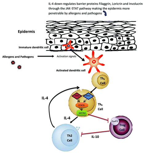 Figure 1. Proposed mechanism of JAK-STAT involvement in atopic dermatitis (AD) development, part I. Skin barrier function defects are critical for the development of AD. In addition to the filaggrin gene mutation defects in some AD patients, IL-4 is also able to downregulate barrier proteins filaggrin, loricrin and involucrin through the JAK-STAT pathway making the epidermis more penetrable by allergens and pathogens. Once penetrated through the epidermis, allergens/pathogens are detected by dendritic cells, which become subsequently activated to present these antigens to naïve Th0 cells. The Th0 cell can then differentiate into the Th2 cell through the JAK1,3-STAT6 pathway under the influence of IL-4. In the Th0 cells, the STAT6 pathway can also upregulate GATA3, a master regulator of Th2 cells. GATA3 in turn suppresses Foxp3, the master regulator in Treg cells, thus allowing more T cells to be activated. Black arrows indicate activation pathway. Red lines indicate inhibition pathway.