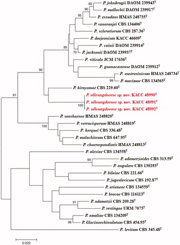 Figure 1. Phylogenetic tree based on the maximum likelihood analysis of the combined ITS, BenA and CaM dataset for species classified in the Penicillium section. Penicillium levitum was included as an outgroup. Bootstrap analysis was performed with 1,000 replications. Bootstrap support values of ≥ 70% are indicated at the nodes. The bar indicates the number of substitutions per position. T indicates the type strains of the species. Bar, 0.02 substitutions per nucleotide position. The isolates KACC 48990, KACC 48991 and KACC 48992 are marked in red.
