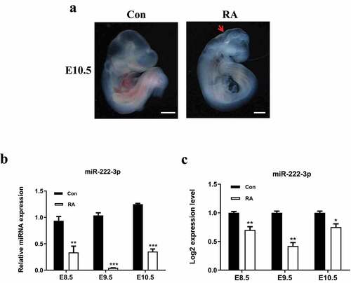 Figure 1. miR-222-3p expression was decreased in RA-treated mouse embryos. (a) Normal and RA-treated mouse embryos at E10.5. The red arrows indicate growth retardation in the forebrain and the posterior brain. (b) qRT-PCR was used to detect the mRNA level of miR-222-3p in normal and malformed brain tissue at E8.5-E10.5. (c) miR-222-3p miRNA-Seq results