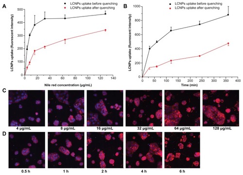 Figure 6 Cellular association of Nile red-labeled liquid crystalline nanoparticles in Caco-2 cells (n = 3). (A and C) treated with Nile red-labeled liquid crystalline nanoparticles at concentrations of 4, 8, 16, 32, 64, and 128 mg/L for 2 hours. (B and D) treated with Nile red-labeled liquid crystalline nanoparticles at a concentration of 64 mg/L for 0.5, 1, 2, 4, and 6 hours. (C and D) Fluorescent images after quenching. Red, Nile red-labeled liquid crystalline nanoparticles; blue, cell nuclei stained with Hoechst.Abbreviation: LCNPs, liquid crystalline nanoparticles.