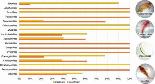 Figure 6. Relative abundance of the macroinvertebrate community sampled downstream (orange) and upstream (yellow) the Eten wetland. Photographs on the left side show some individuals found