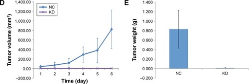 Figure 6 The effect of Syt-7 knockdown on tumor progression in vivo. (A) Fluorescence images of mice models. (B) The levels of fluorescent expression in shSyt-7 group were significantly decreased than that in control group (2.83×1,010±4.29×109 vs 5.55×1,010±9.07×109, P<0.05). (C) The subcutaneous xenograft mice models and representative images of tumors in mice in models. (D) Changes in the tumor volume (2.61±7.71 vs 823.55±401.62, P<0.05). (E) Changes in the tumor weight (0.005±0.011 vs 0.830±0.396, P<0.05).