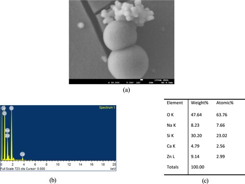 Figure 3. (a) SEM image of the ZnO agglomeration and nanoparticles adsorbed on glass substrate when using the Hibiscus plant extract, (b) EDX composition spectra, and (c) different elements composition ratio.