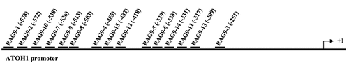 Figure 1. Design of ATOH1 small activating RNAs. The names of each small activating RNA target site relative to the transcription starting site (+1) on the ATOH1 promoter are indicated.