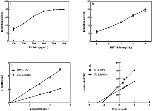 Figure 5. Inhibition of lipase by RRT-BPs. (a) inhibitory effect of orlistat on lipase, (b) inhibitory effect of RRT-BPs on lipase, (c) reversibility of RRT-BPs mediated inhibition, (d) Lineweaver−Burk plots.