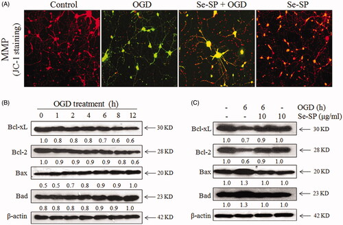 Figure 4. Se-SP improves OGD-induced mitochondrial dysfunction by regulating Bcl-2 family. (A) Se-SP prevented OGD-caused mitochondrial membrane potential dissipation. mitochondrial membrane potential (MPP) was detected by JC-1 probe as described in the method section. (B) Time-dependent dysfunction of Bcl-2 family in OGD-treated neurons. (C) Se-SP normalized Bcl-2 family proteins expression in OGD-treated neurons. Bcl-2 family expression was detected by western blotting.