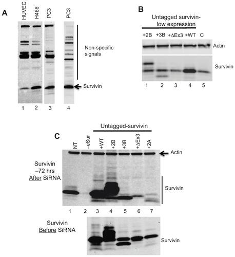 Figure S1 (A) Western blot showing non-specific immunoreactivity of two commonly used commercial survivin antibodies, in extracts made from several cell lines as marked. Lanes 1, 2, 3: Total extract from human umbilical vein endothelial cells, H466, and PC3 cells probed with anti-survivin rabbit monoclonal antibody (Cell Signaling: 2808), Lane 4: PC3 extracts probed with anti-survivin polyclonal antibody from Novus Biological (NB-500-201). Endogenous survivin (lower band) and non-specific signals are marked; (B) Western blot detecting full-length survivin, survivin-2B and survivin-3B at a level comparable to the endogenous survivin and actin was used as loading control; (C) Western blot detecting expression of untagged survivin and all the variants in PC3 cells. The upper panel: survivin levels 72 hours after transfection with siRNA oligonucleotide specifically targeting the endogenous survivin (knock down efficiency >95%) and the lower panel shows the levels of endogenous and introduced survivin before transfection.