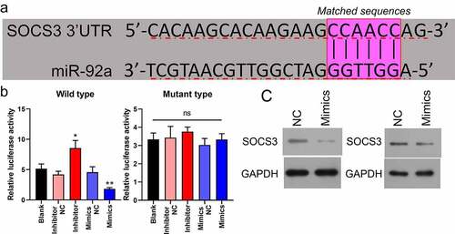 Figure 3. SOCS3 was bound and negatively modulated by miR-92a in CSC. (a) The putative binding site sequence between miR-92a and SOC3C 3ʹ-UTR. (b) Interplay between miR-92a and SOCS3 was validated by luciferase reporter experiments, *P < 0.05 vs inhibitor NC, *P < 0.01 vs mimics NC. (c) Western blot analysis of SOCS3 in miR-92a silenced SW480 and LoVo cells.