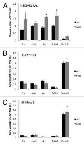 Figure 3 Enhanced histone H3 acetylation but no change in two sites of repressive histone H3 methylation at gene promoters in Mecp2 mutant mice. (A) ChIP was performed from striatum with an antibody that selectively recognizes histone H3 acetylated at lysine 9 and lysine 14 (H3K9/K14Ac). Pulldown quantities were normalized to the input for each experiment and relative quantities on each promoter were scaled to the constitutively transcribed gene Tubb5. (B) ChIP was performed from striatum with an antibody that selectively recognizes histone H3 trimethylated at lysine 27 (H3K27me3). Pulldown quantities were normalized to the input for each experiment and relative quantities on each promoter were scaled to the constitutively repressed gene Hbb-bh1. (C) ChIP was performed from striatum from an antibody that selectively recognizes histone H3 dimethylated at lysine 9 (H3K9me2). Pulldown quantities were normalized to the input for each experiment and relative quantities on each promoter were scaled to the constitutively repressed gene Hbb-bh1. n = 2 independent pools of 3–4 mice/group, *p < 0.05 MUT vs. WT.