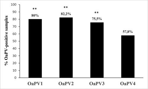 Figure 2. Percentages of single OaPV DNA detection found in the 45 positive samples. Significant prevalence of OaPV1, OaPV2, and OaPV3(***) in this series of bladder tumors compared to OaPV4 being p ≤ 0.001.