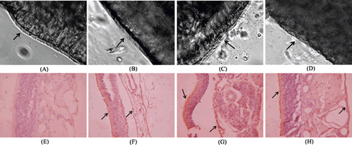 Figure 5.  Optical microscopic images of mucosa cilia of toad palate (A-D) and expression of NSE in rat septal mucosa (E-H).The mucosa cilia of toad palate were treated withnegative control (saline, cilia on the mucosa was intact, dense and beat actively after 1 h treatment) (A), NPs (similar phenomenon with that of saline visualized after 1 h treatment) (B), OL-NPs (similar phenomenon with that of saline visualized after 1 htreatment) (C), and positive control (1% deoxysodium cholatesolution, no cilia on the mucosa observed) (D). Cilia were indicated by arrow. (400 magnification) Neuron-specific enolase (NSE) was stained by immunological technique. Expressions of NSE in rat septal mucosa following i.n. administration of 10μlof 25 mg/ml NPs (G) and OL-NPs (H) to the nostrils of rats for one week, which were similar with that following i.n. administration of 10μl of NaCl (F). Negative control stained without primary antibody was shown in (E). The positive signals were shown with arrows (600 magnification).