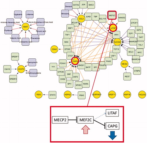 Figure 4. Network extension for the DEGs (yellow) using data from ENCODE proximal and distant transcription factors (light green), drug targets and drugs (violet) for threshold absolute logFC > 1 gene list. MECP2 WT inhibits expression of MEF2C, which inhibits expression of CAPG. If MECP2 is dysfunctional, CAPG was found to be mainly downregulated in the expression data. As MECP2 inhibition of MEF2C no longer works, MEF2C level increases (insignificant trend to upregulation found in data) and CAPG expression is inhibited. MEF2C is also a transcription factor for LITAF but the effect (stimulation or inhibition) is not clear from the data.