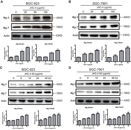 Figure 4 JHC-4 induced the accumulation of autophagosomes. (A) The expression of Atg-7 and Atg-3 in BGC-823 cells was determined by Western blot, after treatment with different concentrations of JHC-4 for 48 hrs. (B) The expression of Atg-7 and Atg-3 in SGC-7901 cells was determined by Western blot, after treatment with different concentrations of JHC-4 for 48 h. (C) The expression of Atg-7 and Atg-3 in BGC-823 cells was determined by Western blot, after treatment with 50 μg/mL of JHC-4 for different time. (D) The expression of Atg-7 and Atg-3 in SGC-7901 cells was determined by Western blot, after treatment with 50 μg/mL of JHC-4 for different time. The data are expressed as the mean ± S.D. of three independent experiments. *Indicates a significant difference from control by Student’s t-test analysis. *P<0.05, **P<0.01, ***P<0.001.