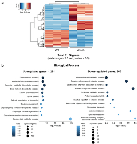 Figure 4. Transcriptomic analyses of ΔsscA conidia. (a) Heatmap showing DEGs between WT and ΔsscA conidia. (b) GO analyses of upregulated DEGs (left; 1,291 genes) and downregulated (right; 865 genes) DEGs.