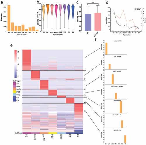 Figure 2. Editing sites identified in different types of cells during spermatogenesis. (a) The number of editing sites for specific types of cells. (b) Distribution of RNA editing levels in different germ cells. (c) Comparison of RNA editing levels between sertoli cells and male germ cells. Statistical significance was determined using t-test, ****p< 0.0001 (d) The relationship between sample size and REs number. (e) Modular RNA editing sites based on cell type. (f) Editing levels of seven genes that only undergo RNA editing in specific germ cells