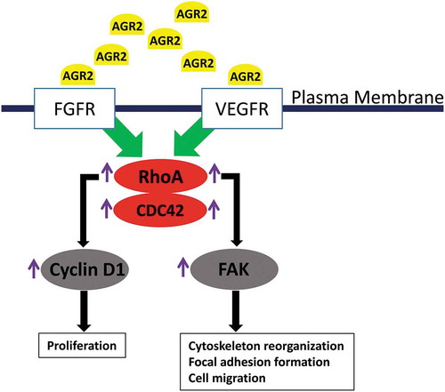 Figure 7. Hypothetic model of paracrine signalling of AGR2 in fibroblasts. In the initial signal, extracellular AGR2 could stimulate RhoA expression through FGFR and VEGFR. As a signalling cascade, increased RhoA expression upregulated G1-S phase cell cycle molecule cyclin D1 for proliferation mechanism. Another mechanism of AGR2 through RhoA expression could phosphorylate FAK for cytoskeleton reorganization and focal adhesion formation to promote cell migration.