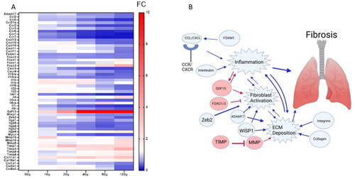 Figure 5. Genes relevant to lung fibrosis are mostly downregulated at 48h. FibROAD and FibroAtlas were used to determine which genes dysregulated in our microarray are relevant to lung fibrosis. (A) shows a heatmap of differentially expressed genes in which at least one dose showed |log2FC| > 1 and B-H p-value < .01. (B) A visual summary of dysregulated genes and pathways they are expected to impact. Arrows indicate anticipated activation when genes are upregulated. Blue indicates that genes are downregulated and subsequent impact on pathways and functions would be downregulated. Red indicates that genes are activated and red arros indicate anticipated activation. Image made with Biorender.